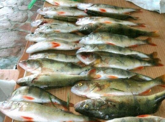 Wędkarstwo - rzeka Łeba